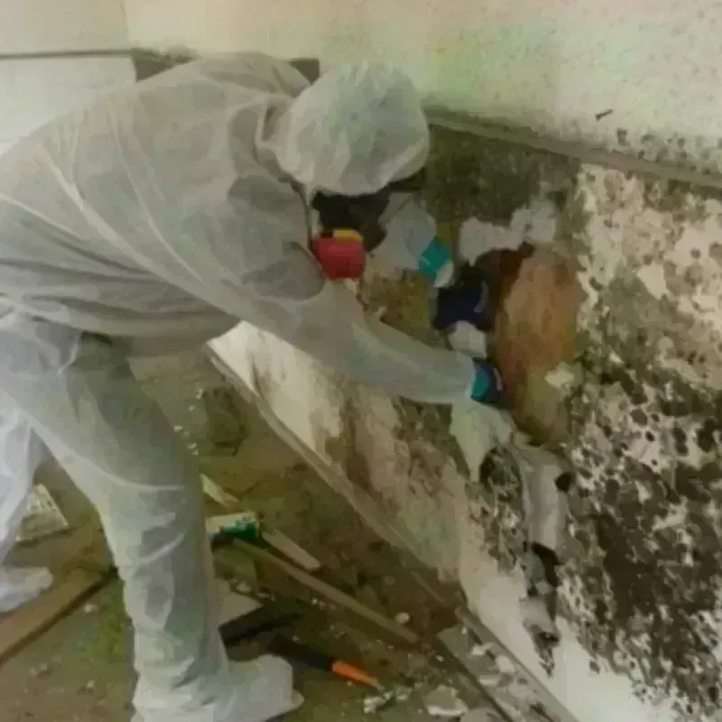 Mold Remediation and Removal in East Helena, MT